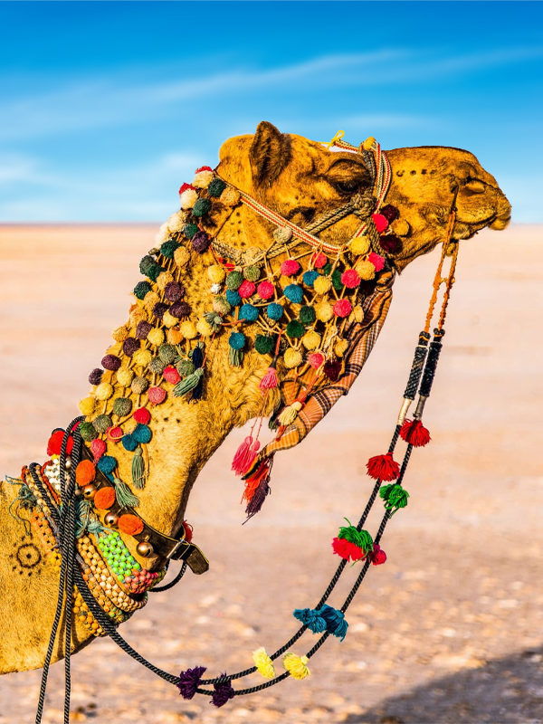 Eco-luxury stays at Orchid Hotels Luxury Orchid Hotel property amidst natural surroundings