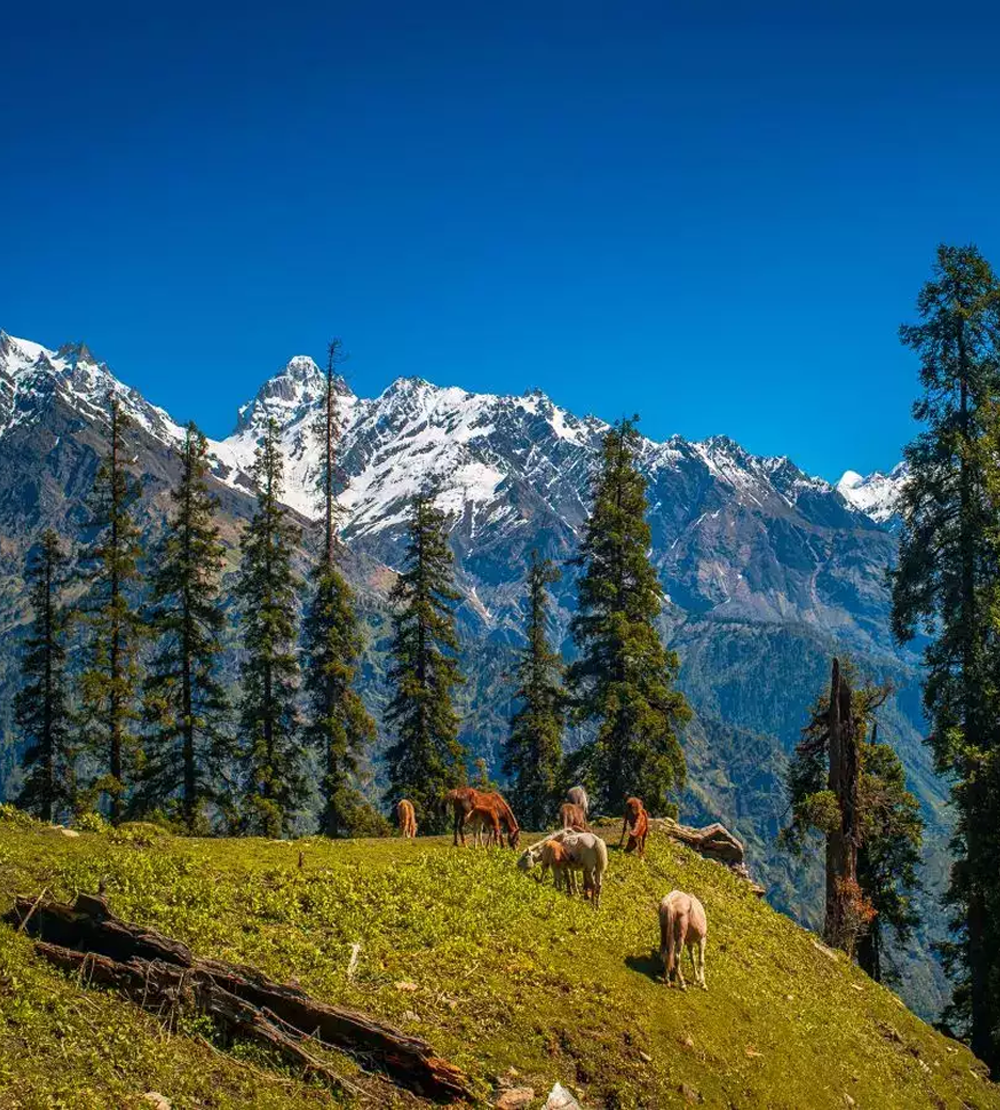 Orchid Hotels in Himachal Pradesh Himachal Pradesh Orchid Hotel destinations