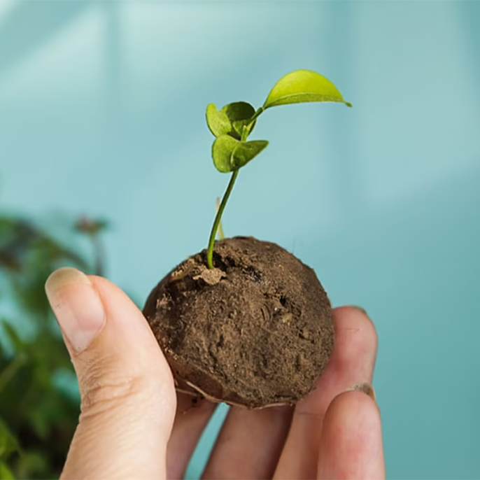 Seedball plantation drive by Orchid Hotel – nurturing biodiversity and green cover