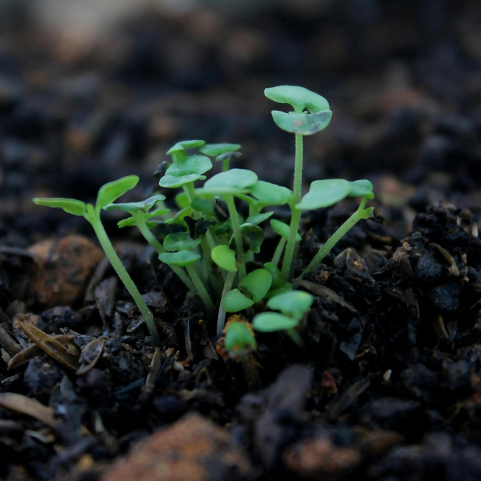 Solid waste management practices at Orchid Ecotel – promoting zero-waste hospitality