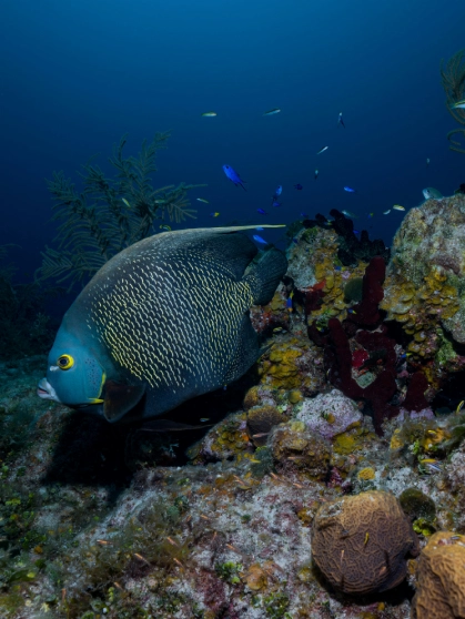 A Sea cucumber in view inside an aquarium with sand below it and a rock next to it