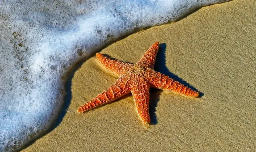 A starfish on the beach with the ocean waves just about to touch its arms