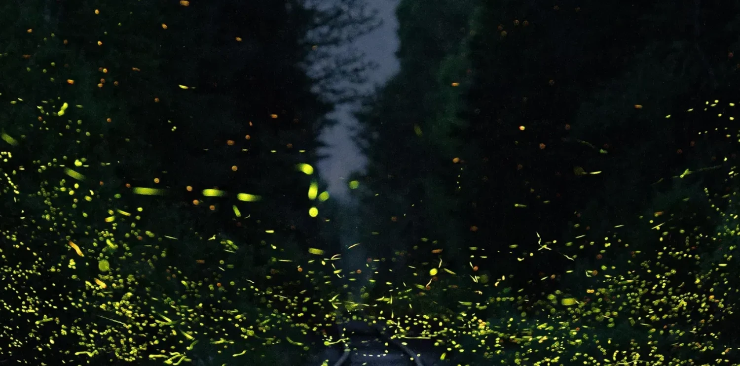 Luxury Stay at Orchid Hotel Near Mumbai Airport Luxury Hotel Room in Vile Parle East – Orchid Hotel Mumbai Near Airport