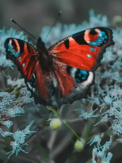 A close up shot of a butterfly sitting on a flower bud with its wings stretched
