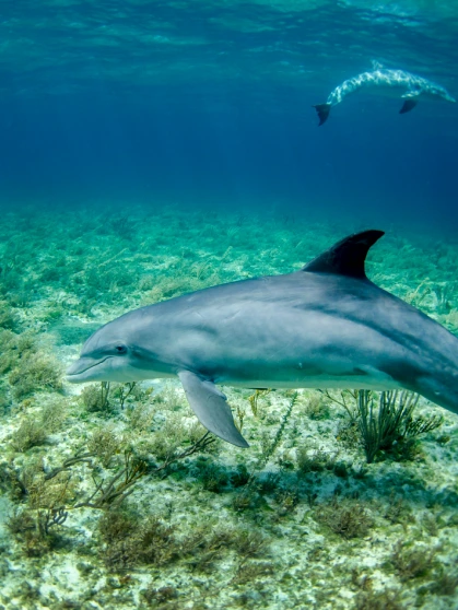 a school of grey dolphins under water