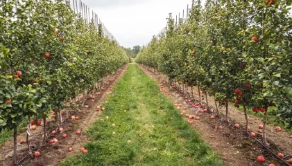 Wide view of apple gardens in Shimla surrounded by greenery