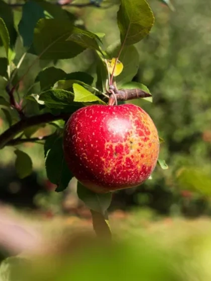 Apple trees laden with fruit in Manali orchards