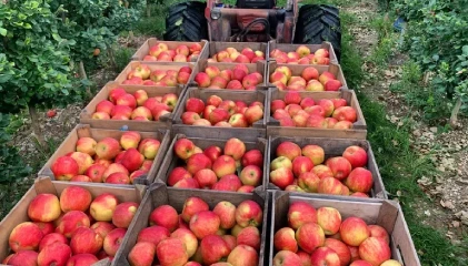 Basket filled with fresh apples from Shimla orchard