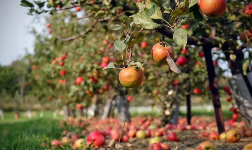 Fresh red apples on trees in Shimla orchards