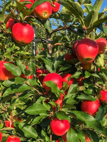 Lush apple orchard in Shimla with scenic views