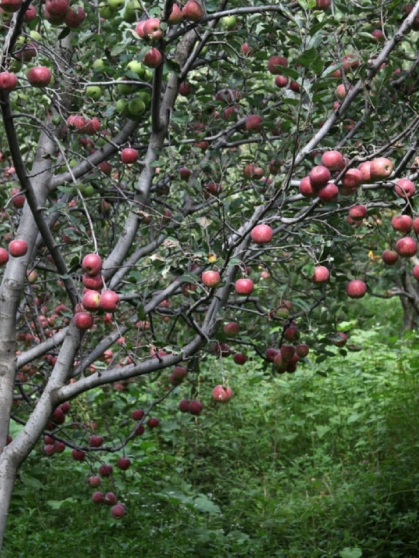 Apple orchard in Manali with ripe apples